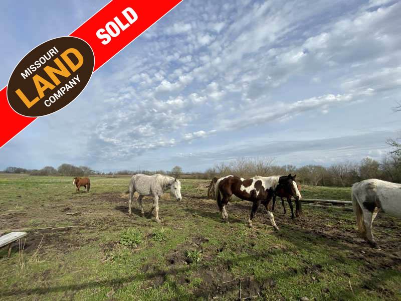 Equestrian Dream Pettis County, MO : Knob Noster : Pettis County : Missouri
