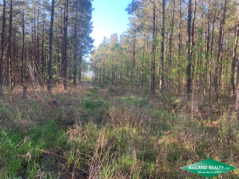 29 Ac, Pine Timberland, Price Red : Collinston : Morehouse Parish : Louisiana
