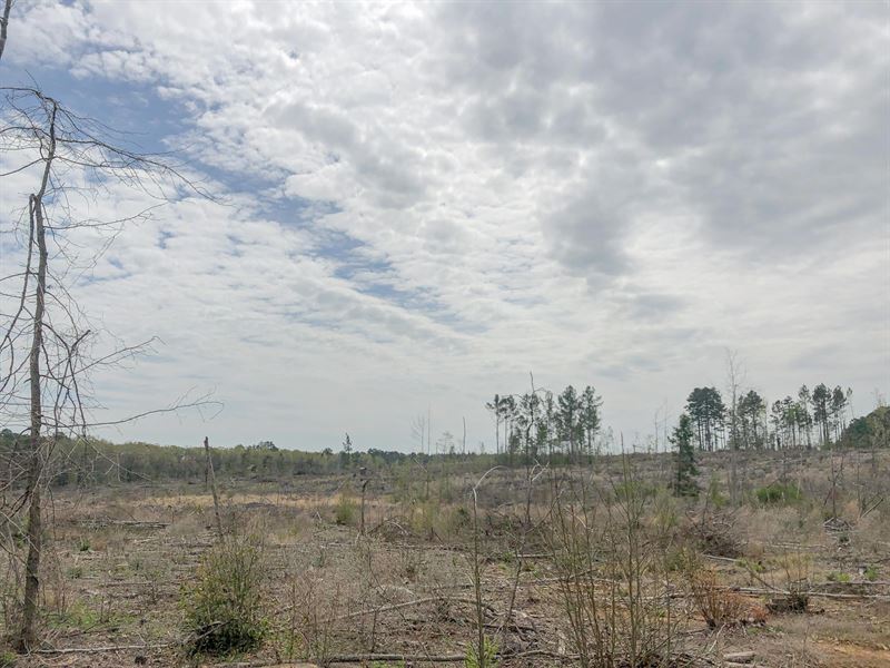 152 Acres Cr 1779 Tract 1019 East : Jefferson : Cass County : Texas