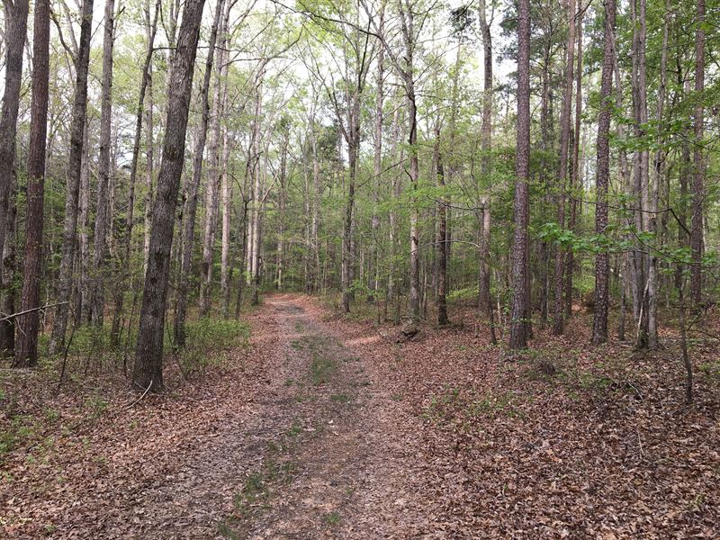 Nerv Tract : Savannah : Hardin County : Tennessee