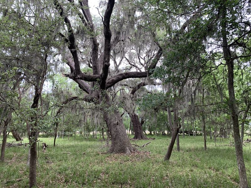 Eagle Nest Ranch : West Columbia : Brazoria County : Texas