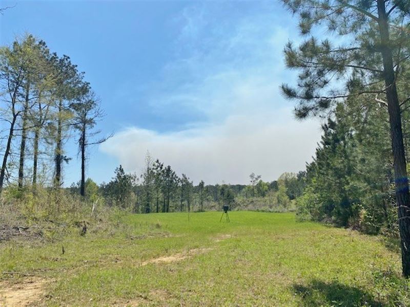 75 Acres 3 Miles East Of Roxie : Roxie : Franklin County : Mississippi