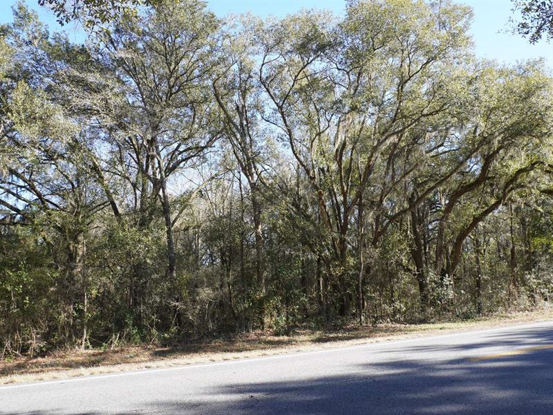 Privacy and Woods : Mayo : Lafayette County : Florida