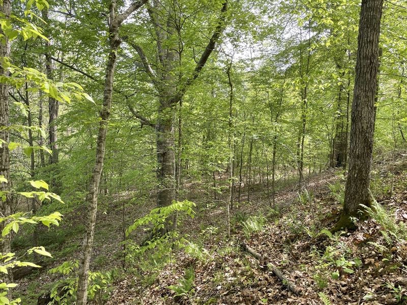 Affordable Hunting Land : Lexington : Holmes County : Mississippi