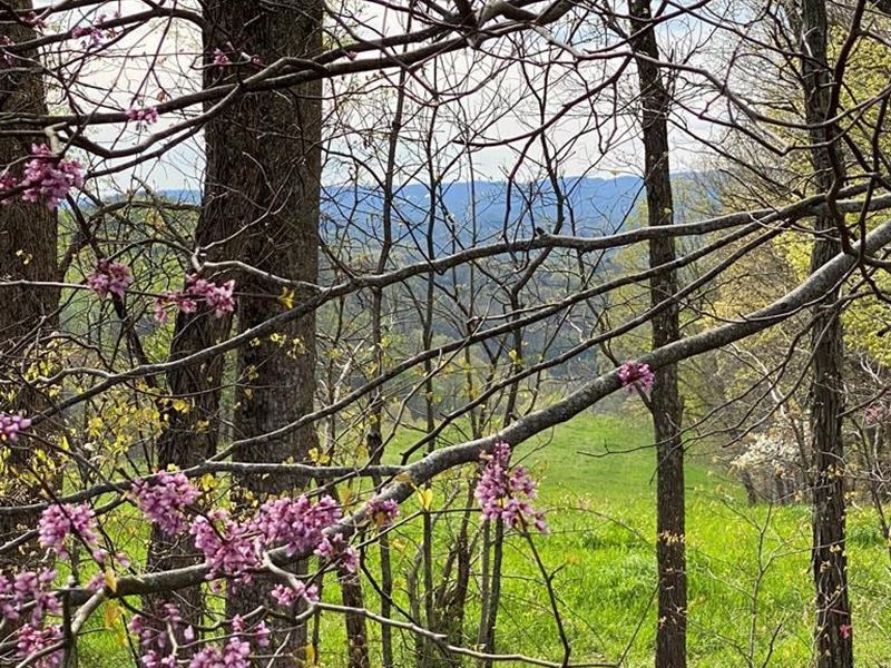 86 Acres Unrestricted Land : Sneedville : Hancock County : Tennessee