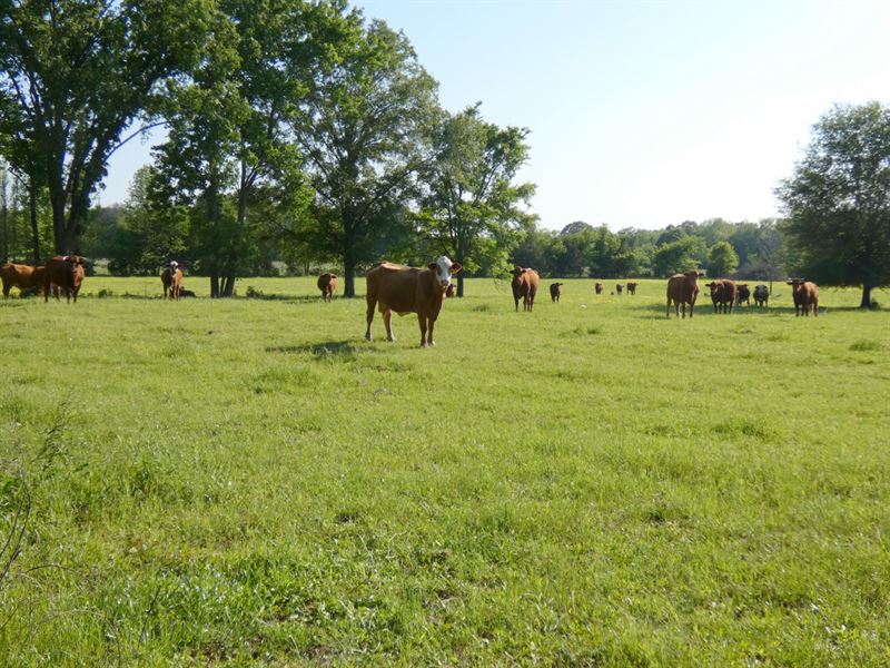 35 + East Texas Acres, Winnsboro : Winnsboro : Wood County : Texas