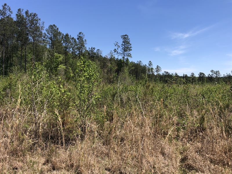 Dunbar Tract : Clio : Marlboro County : South Carolina