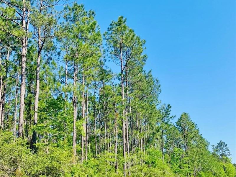 197 Acres, Ccc Rd : Lucedale : George County : Mississippi