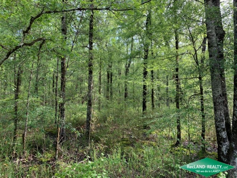 10 Ac, Wooded Tract for Home Site : Liddieville : Franklin Parish : Louisiana