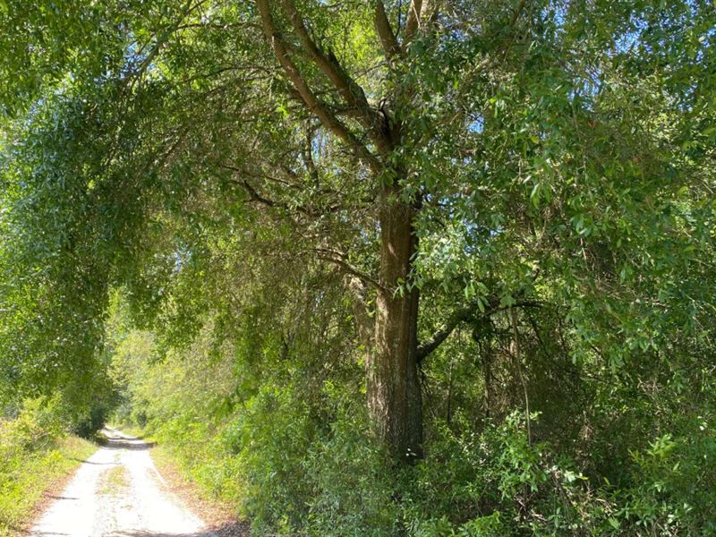 High & Dry Acreage N. Fl, No Deed : Live Oak : Suwannee County : Florida