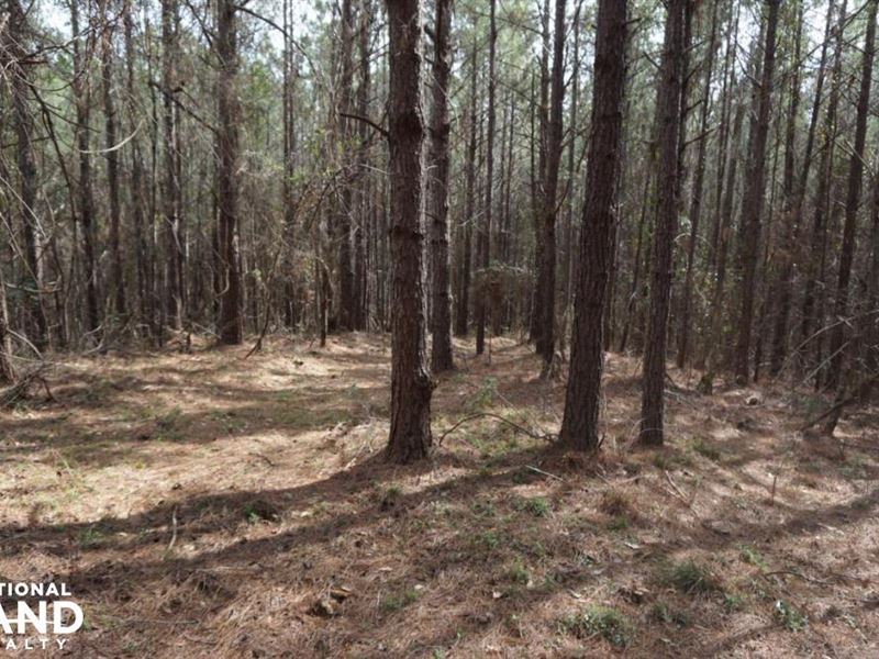 Greensboro Timber & Hunting : Greensboro : Hale County : Alabama