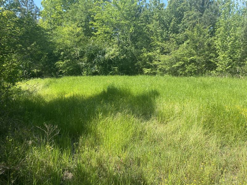 47 Acres Off Hwy 280 for Sale : Sylacauga : Talladega County : Alabama
