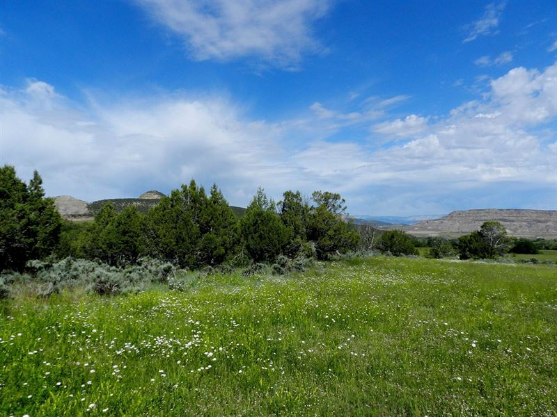Irrigated Land Creek Springs : Mesa : Mesa County : Colorado