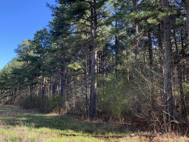 Waterproof Timber Tract & Lodge : Carlisle : Lonoke County : Arkansas
