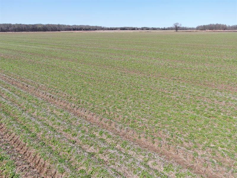 Precision Leveled Rice Farm : Saffell : Lawrence County : Arkansas