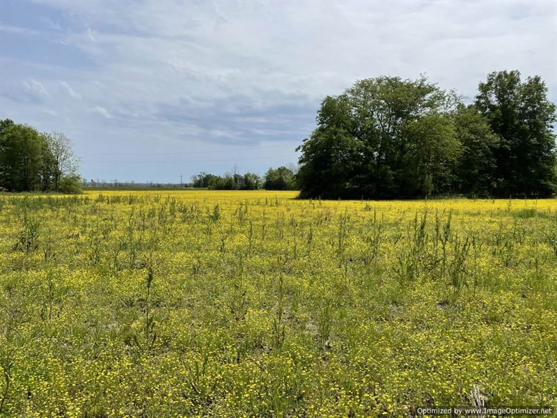 Farm Land in The Delta : Cruger : Holmes County : Mississippi