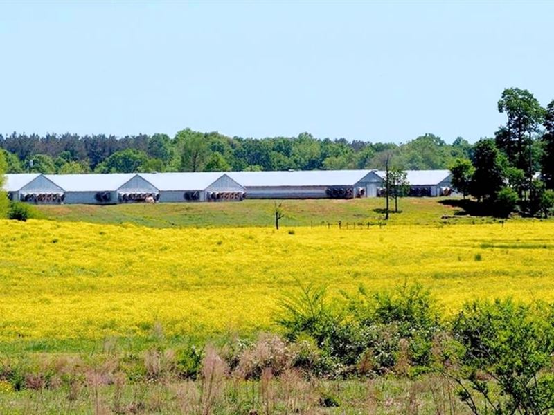 12 House Poultry Farm for Sale Cent : Union : Neshoba County : Mississippi
