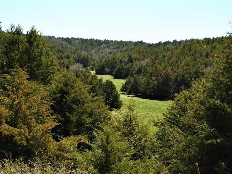 Maxwell Nebraska Timbered Hunting : Maxwell : Lincoln County : Nebraska