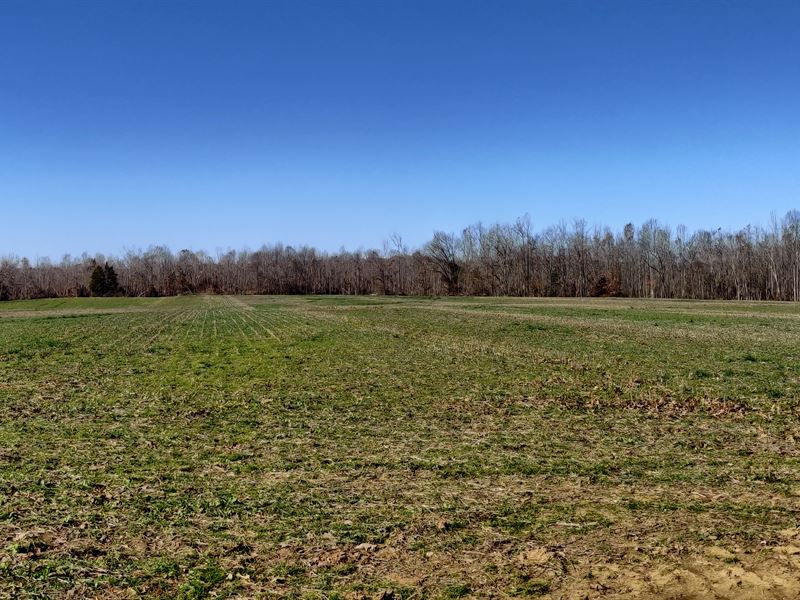 293 Acres, Chester County : Henderson : Chester County : Tennessee