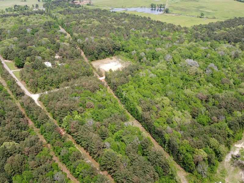 East TX Timber Land Smith County : Troup : Smith County : Texas