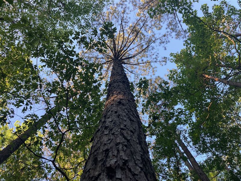 Big Timber, Great Hunting : Talbotton : Talbot County : Georgia