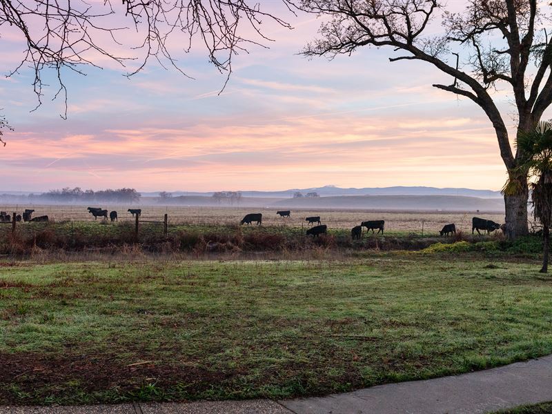 Prime Orchard Land, Gorgeous Views : Los Molinos : Tehama County : California