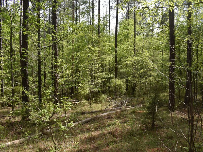 Great Homesite : Madison : Morgan County : Georgia