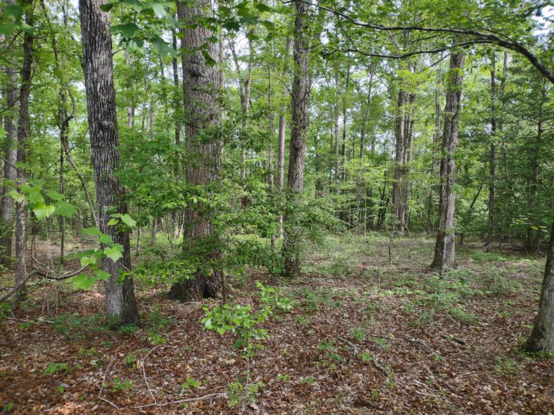 Moonshiner Springs : Eufaula : Barbour County : Alabama