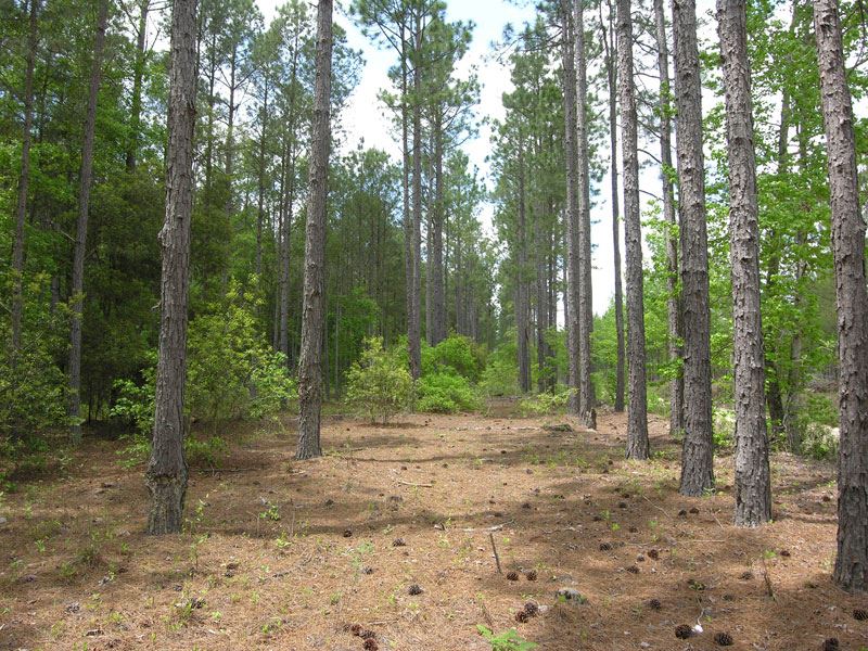 81 Acres Wooded : Perkins : Jenkins County : Georgia
