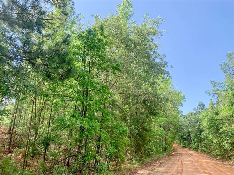 114 Acres CR 3146 : Mount Enterprise : Rusk County : Texas