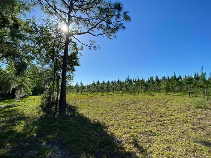 73 + Acres in Gilchrist County : Bell : Gilchrist County : Florida