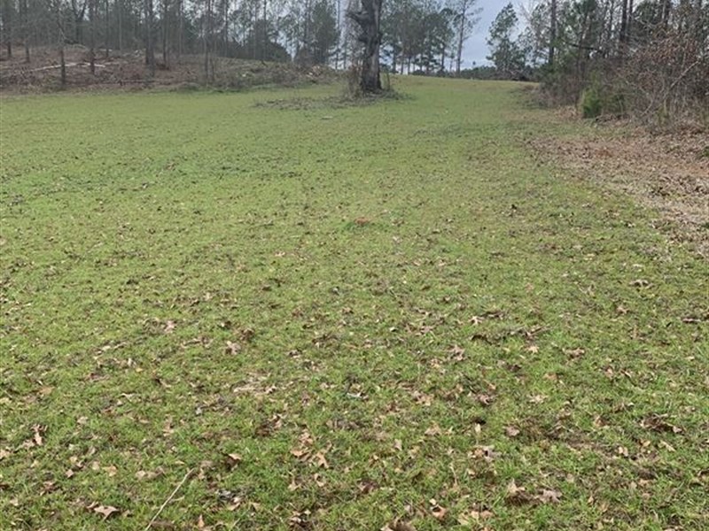 Great Investment Tract in Andalusia : Andalusia : Covington County : Alabama