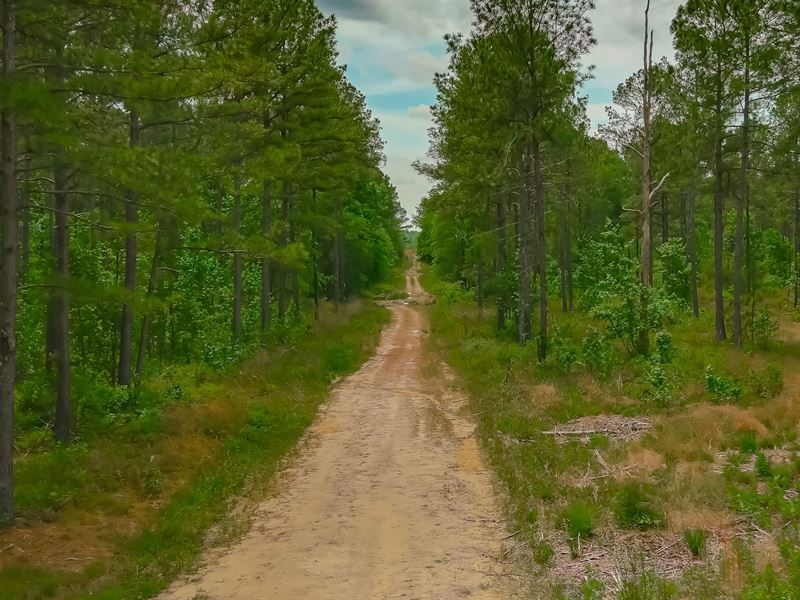 Bucks 6/7 Tract 3 : Conway : Horry County : South Carolina