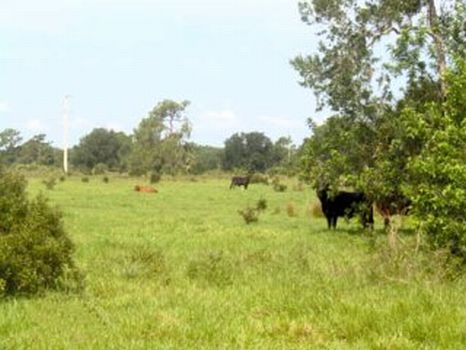 Okeechobee Ranch & Development : Okeechobee : Okeechobee County : Florida