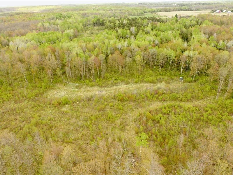 123.02 Acres Chippewa County, WI : Holcombe : Chippewa County : Wisconsin