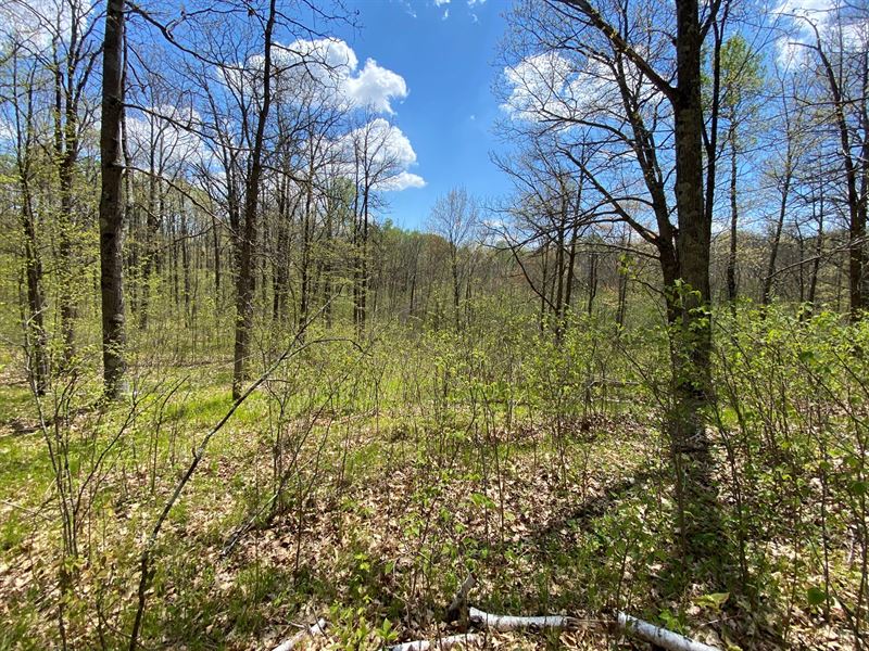 40 Acres Hunting Land Sandstone MN : Sandstone : Pine County : Minnesota