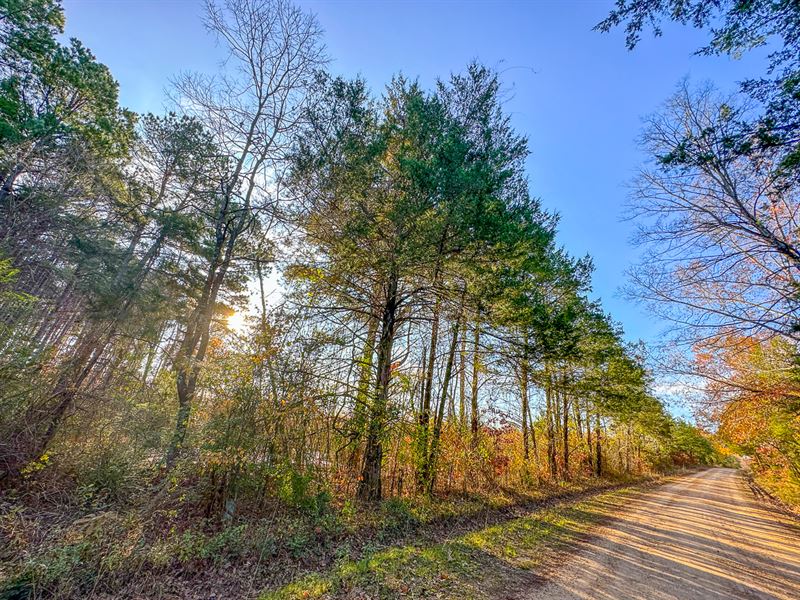 88 Acres, Maya 1004 Tract 20 : Simms : Bowie County : Texas