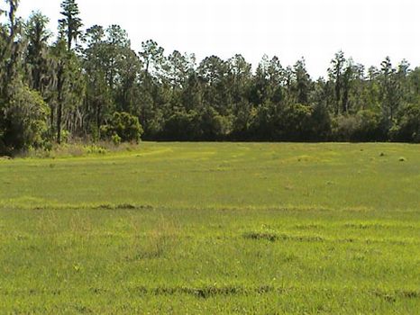 Smith Ranch : Lakeland : Polk County : Florida