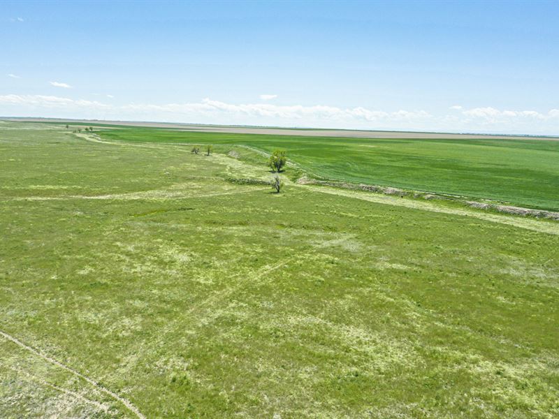 Adams County Grassland : Strasburg : Adams County : Colorado