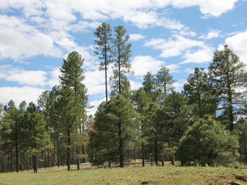 10 Forested Acres : Happy Jack : Coconino County : Arizona
