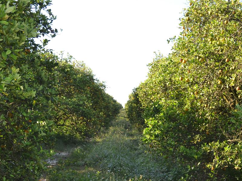 Rocker Farms 80 Foot Road : Bartow : Polk County : Florida