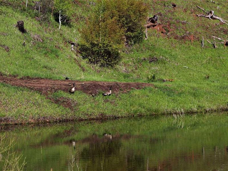 The Western Forty at Westcreek : Woodland Park : Teller County : Colorado
