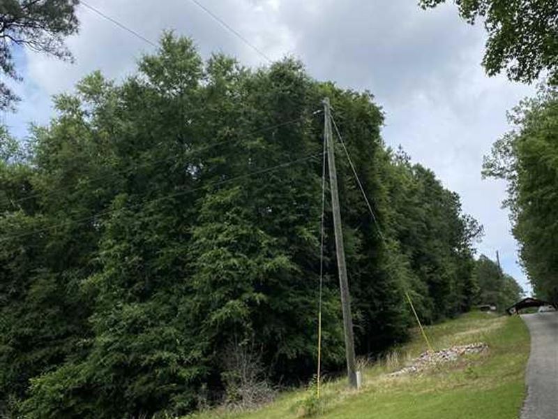 16 Acres Timberland Tuscaloosa : Northport : Tuscaloosa County : Alabama