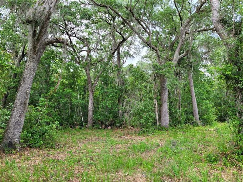 25 Acre Land for Sale with Oaks : Kingsland : Camden County : Georgia