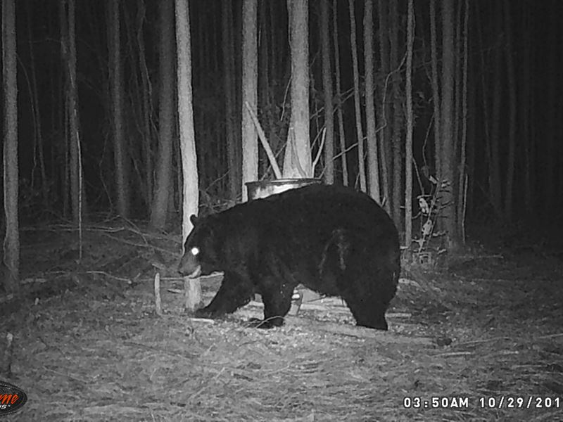 Bear Hunting Property in NC : Bayboro : Pamlico County : North Carolina