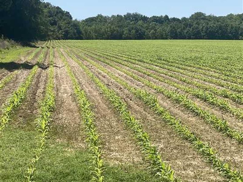 Fargo Tillable Farm Tract, Monroe : Brinkley : Monroe County : Arkansas