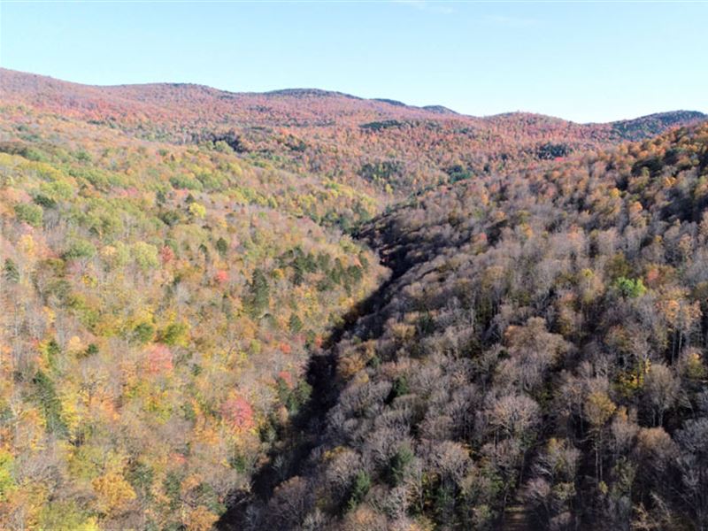 Bridgewater Hollow Forest : Bridgewater : Windsor County : Vermont