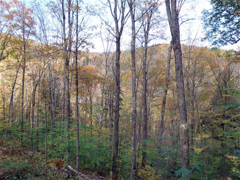 Freestone Hill Forest : Bridgewater : Windsor County : Vermont