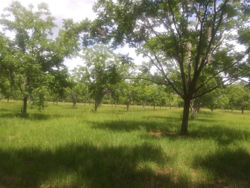 Pecan Grove, 30 Acres : Hawthorne : Alachua County : Florida