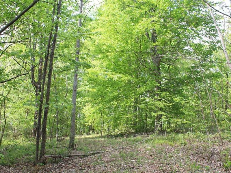 136 Acres Jackson County, Tenne : Whitleyville : Jackson County : Tennessee
